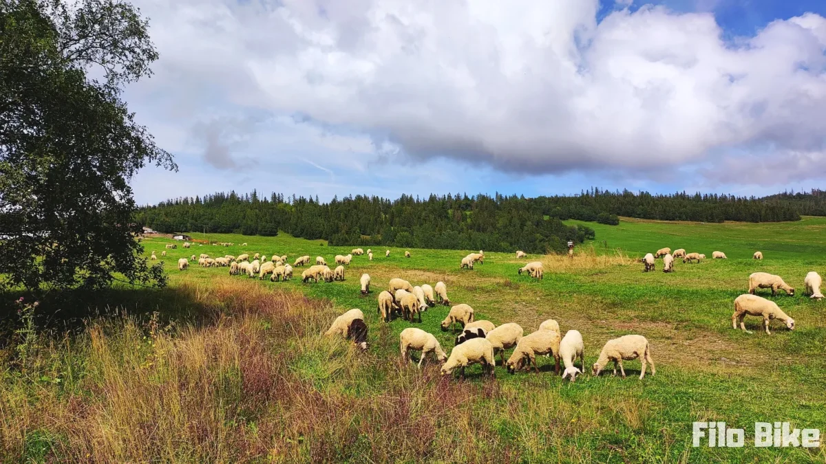 Wypasające się owce na Szlaku Wokół Tatr