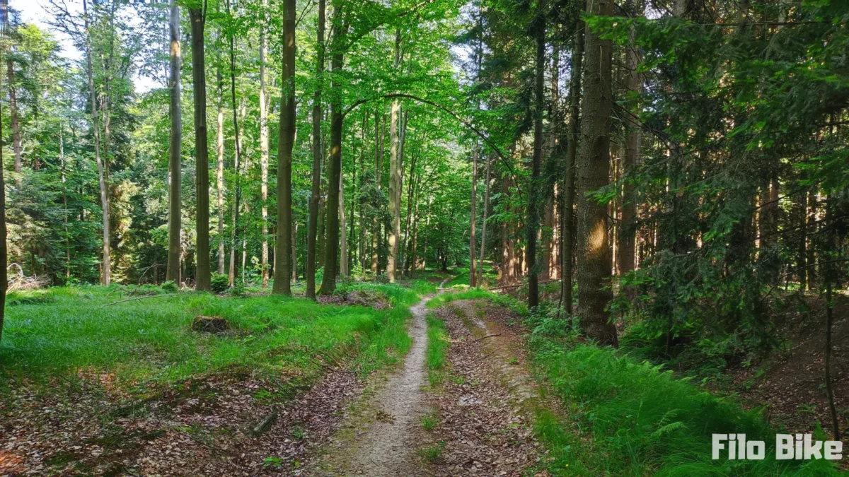 Rowerowa ścieżka przez las