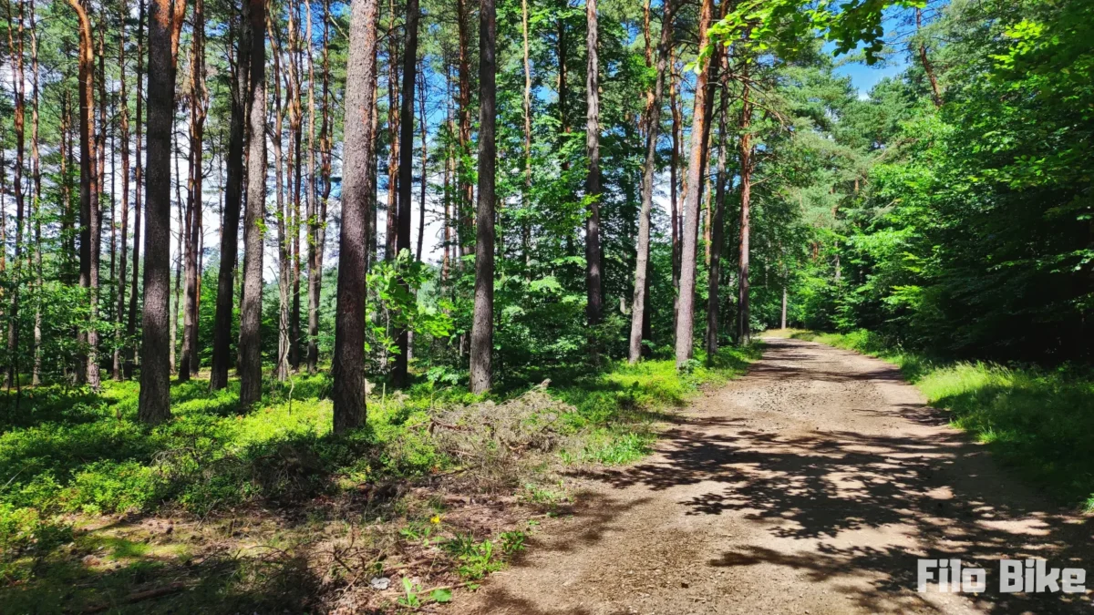 Droga szutrowa w lesie