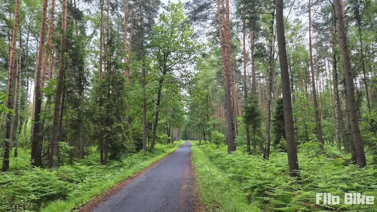Droga rowerowa przez Puszczę Dulowską